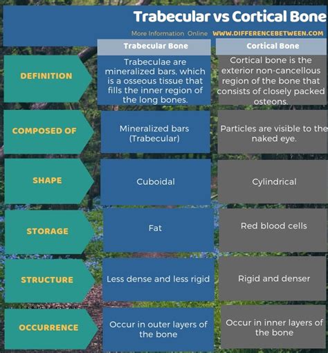 Difference Between Trabecular And Cortical Bone Compare The