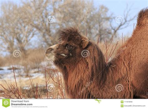 The double humped camel occupies the desert regions of central asia: Two-humped Bactrian Camel In Xinjiang, China Camelus ...