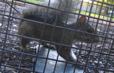 How To Kill Squirrels Poison Shooting Lethal Traps