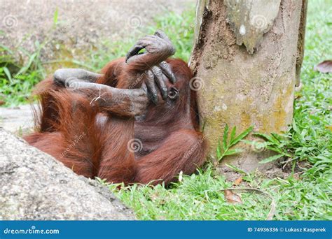 Orangutan Having Laugh Stock Photo Image Of Biped Hairy 74936336
