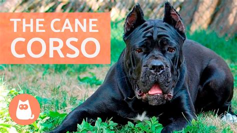 79 Cane Corso Puppy Care L2sanpiero