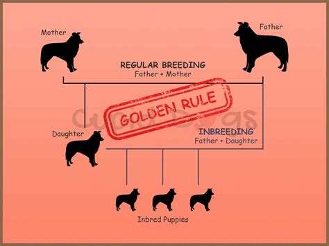 What Is Line Breeding In Dogs Atelier Yuwaciaojp