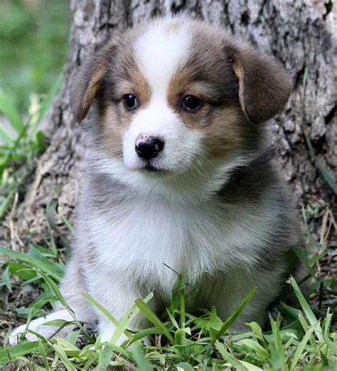 Over time, their cuteness and their adorable faces led them to be domesticated. Corgi Puppies For Sale In San Antonio Texas | PETSIDI