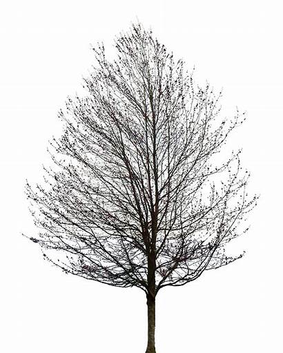Tree Leaves Leaf Oak Background Twig Clipart