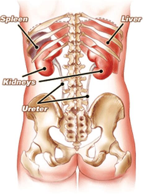 Organ Under The Rib Back On The Right Side Referred Pain Chart