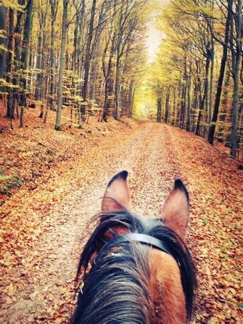 Autumn Fall And Forest Image Horses Horse Wallpaper Beautiful Horses