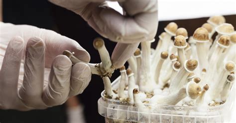 Magic Mushrooms Legalized In Oregon In A Nation First
