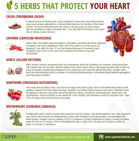 Super Herbal Foods Natural Remedies 5 Herbs That Protect Your Heart