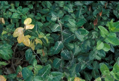 References nursery and landscape pest management and production guide, 2008. Euonymus Scale | Extension Entomology