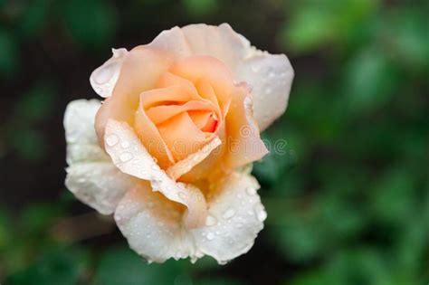 Beautiful Yellow Rose Flower After Rain Stock Photo Image Of Living