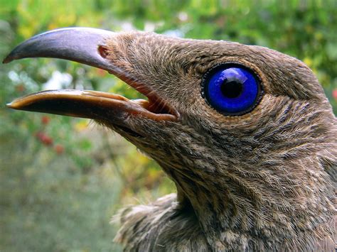 What The Flame Bowerbird Can Do With Its Eyes Is Mesmerising Altmarius