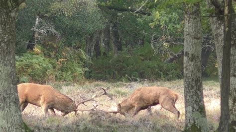Huge Wild Red Deer Stags Fighting During The Rut Youtube