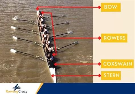 crew rowing positions who sits where rowing crazy