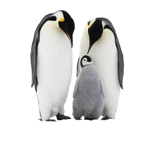 Penguin Png Transparent Background Images