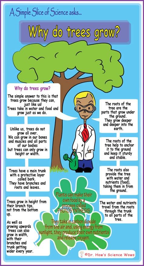 A Simple Slice Of Science Why Do Trees Grow Dr Hows Science Wows