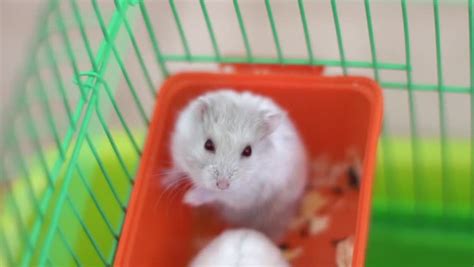 Hamsters In A Cage Cute Stock Footage Video 100 Royalty