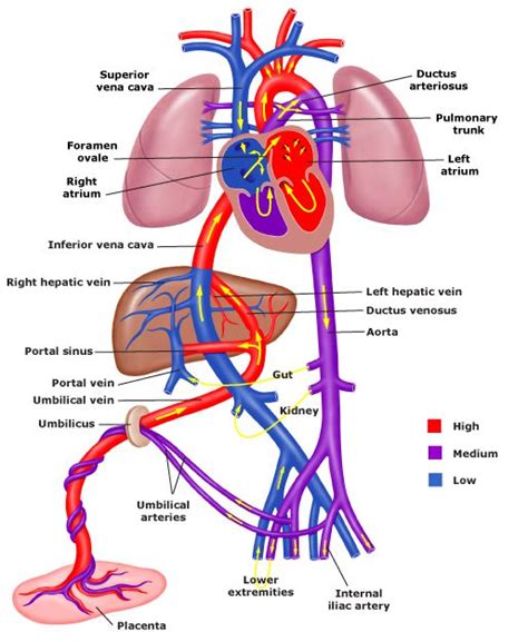 175 Best Images About Anatomy Of The Cardiac Systemrespiratory System