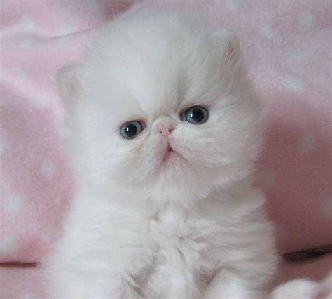 14 Teacup Persian Kittens For Sale Near Me Pics Adopt Siberian Kitten