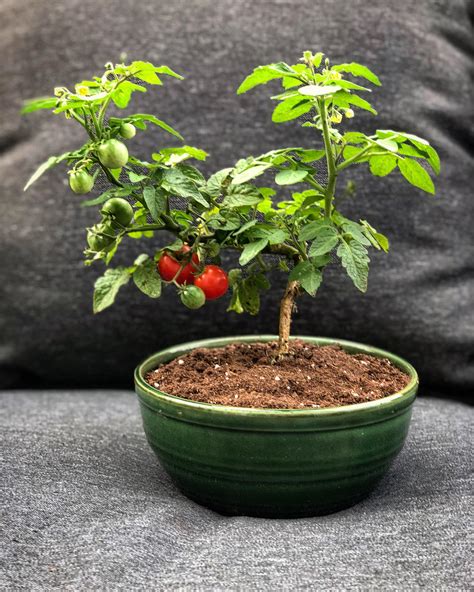 I Made A Cherry Tomato Bonsai From A Struggling Discarded Branch And It