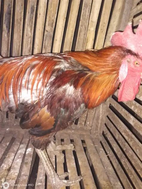 Ayam Jago Kampung Silangan Pelung Hewan Peliharaan