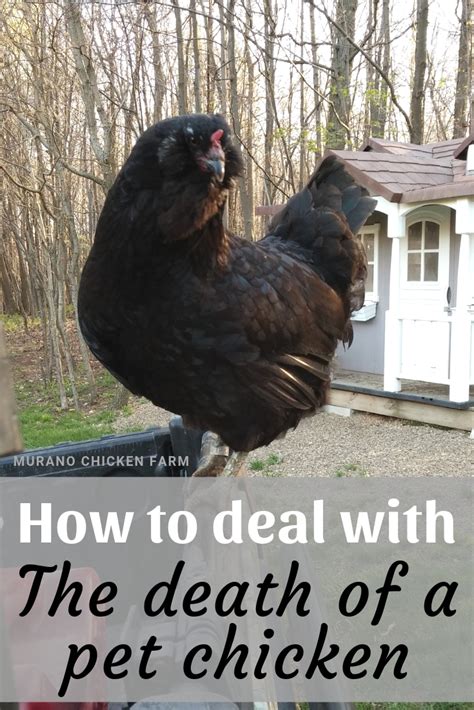 Dealing With The Death Of A Chicken Murano Chicken Farm
