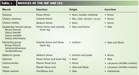 The Human Body: MUSCLES OF HIP AND LEGS