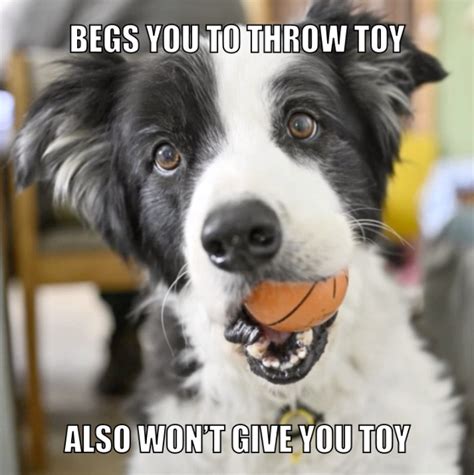 Doggo Logic In 2020 Dog Love Funny Memes Pets