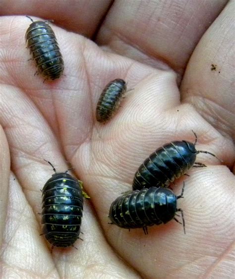They have three basic body parts; Pill Bugs! A Pet, A Friend, A Creepy Thing To Keep In Your ...