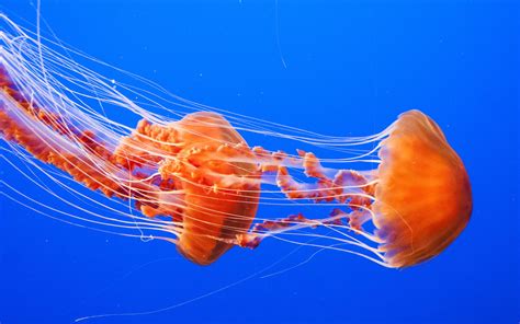Download lagu astronout in the ocean dapat kamu download secara gratis di metrolagu. Jellyfish Wallpapers | Best Wallpapers