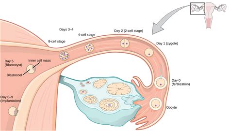 Human Pregnancy And Birth Biology For Majors Ii