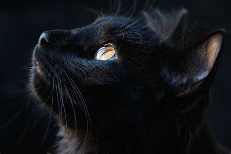 Portrait Of A Black Cat Digital Art By Phillip Polite