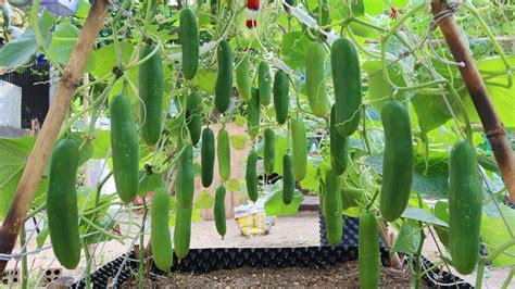 How To Grow Cucumbers Vertically Extremely Lots Of Fruit Growing Cucumbers