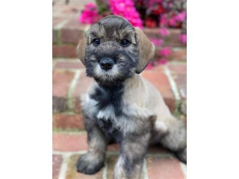 8 Weeks Old Male Akc Giant Schnauzers Shreveport Puppies For Sale Near Me