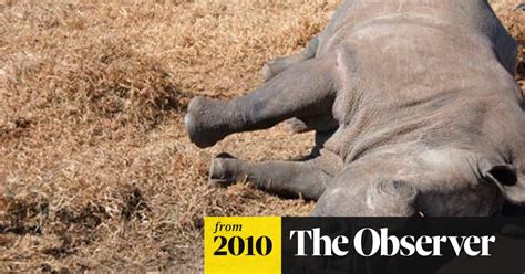 Poachers Kill Last Female Rhino In South African Park For Prized Horn