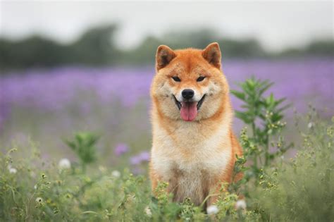 A Guide To 8 Japanese Dog Breeds Readers Digest
