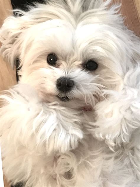 Ever Feel Like A Cotton Ball Cute Dogs Maltese Puppy Maltese Dogs