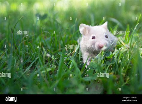 Golden Hamster Stockfotos Und Bilder Kaufen Alamy