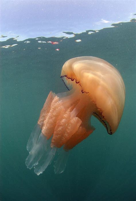 Legions Of Giant Jellyfish Are Spotted In The Waters Of Britain Art Sheep