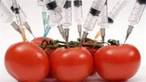 Discussion On Genetically Modified Foods Youtube