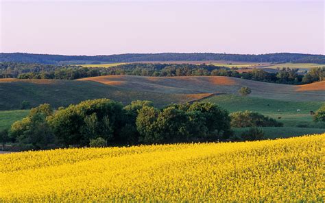 Farmland With Canola In Foreground Tiger Hills Manitoba Canada Hd