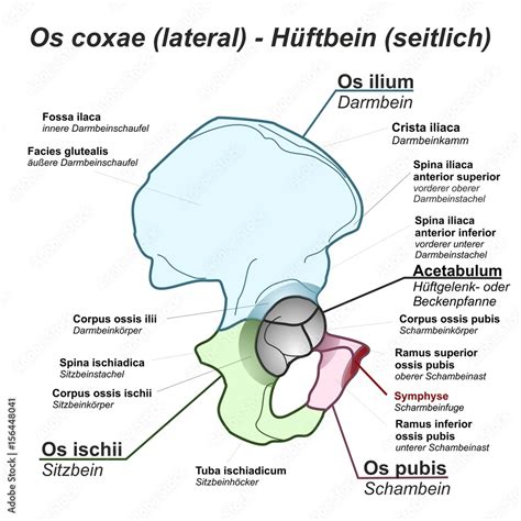Pelvis Hüftbein Os Coxae Hüfte Lateral Seitlich Anatomie Grafik