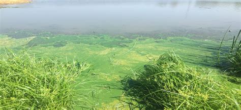 Blue Green Algae Cyanophyta Lake Weed Identifications