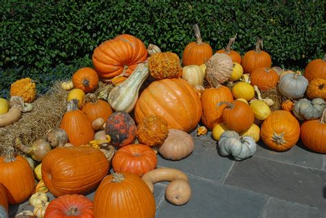 Pumpkin October Halloween Free Photo On Pixabay