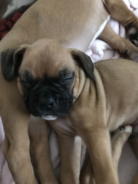 Boxer Puppies For Sale | Green Bay, WI #323189 | Petzlover