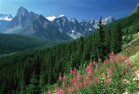 Rocky Mountains Colorado Usa Coniferous Forest Boreal Forest