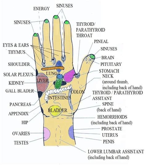 Hand Chart To Map Acupressure Points And Organs Kulturaupice