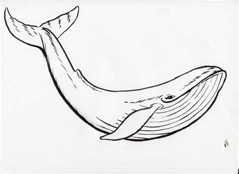 Whale Line Drawing At Getdrawings Free Download