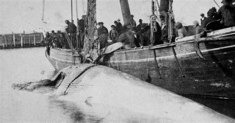 The Chubachus Library Of Photographic History View Of Whalers Harvesting A Dead Whale From