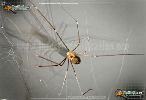 Their bites are itchy and painful, and they can transfer disease to humans. Common Bugs and Insects Found in California