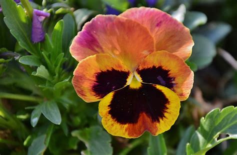 How To Grow Pansies For Spring Or Fall Color Dengarden